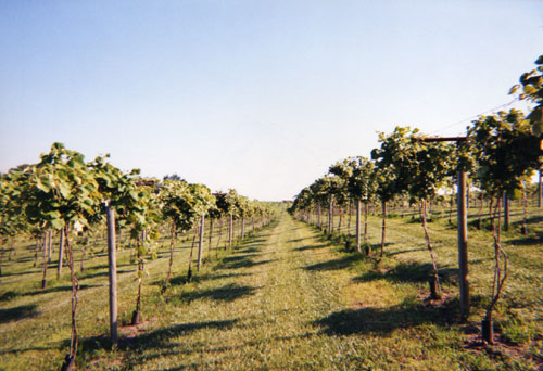 Prime Country Winery